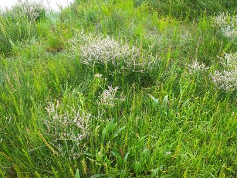 Sea lavender